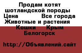 Продам котят шотландской породы › Цена ­ 2 000 - Все города Животные и растения » Кошки   . Крым,Белогорск